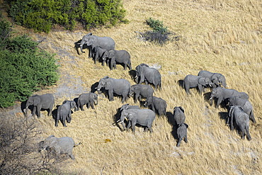 Aerial view of African elephants (Loxodonta africana), Okavango Delta, Botswana, Africa