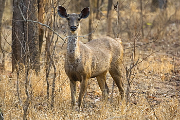 sambar deer (Rusa unicolor), Bandhavgarh National Park, Madhya Pradesh, India, Asia