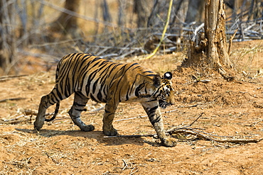 A Bengal tiger (Panthera tigris tigris) walking, Bandhavgarh National Park, Madhya Pradesh, India, Asia