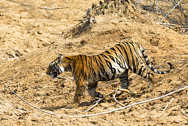 Bengal tiger (Panthera tigris tigris), Bandhavgarh National Park, Madhya Pradesh, India, Asia