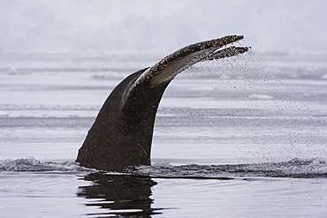 An humpback whale (Megaptera novaeangliae), diving in Wilhelmina Bay, Antarctica, Polar Regions