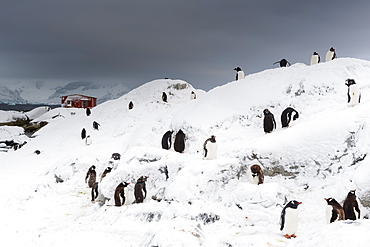 A Gentoo penguin colony (Pygoscelis papua) near Groussac Argentinian hut, Petermann Island, Antarctica, Polar Regions