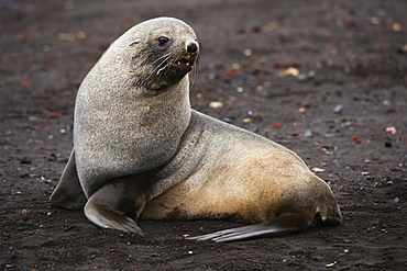 Portrait of an Antarctic fur seal (Arctocephalus gazella), Deception Island, Antarctica, Polar Regions