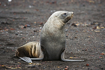 Portrait of an Antarctic fur seal (Arctocephalus gazella), Deception Island, Antarctica, Polar Regions