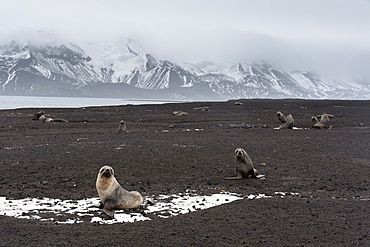 Antarctic fur seals (Arctocephalus gazella) on the beach, Deception Island, Antarctica, Polar Regions