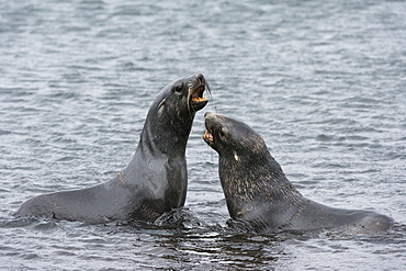 Two Antarctic fur seals (Arctocephalus gazella) fighting, Deception Island, Antarctica, Polar Regions