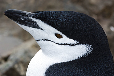 Close up portrait of a chinstrap penguin (Pygoscelis antarcticus), Half Moon Island, Antarctica, Polar Regions