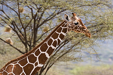 A portrait of a reticulated giraffe (Giraffa camelopardalis reticulata), Kalama Conservancy, Samburu, Kenya, East Africa, Africa