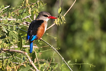 A grey-headed kingfisher (Halcyon leucocephala) perched on a tree branch, Samburu, National Reserve, Kenya, East Africa, Africa