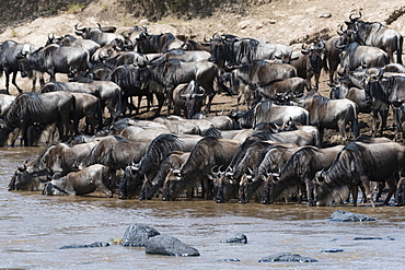 Eastern white-bearded wildebeest (Connochaetes taurinus albojubatus) on the Mara River bank, Masai Mara, Kenya, East Africa, Africa