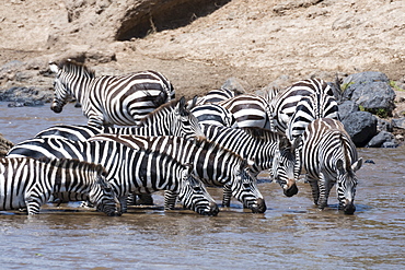 Grant's zebras (Equus burchellii boehmi) crossing the Mara River, Masai Mara, Kenya, East Africa, Africa