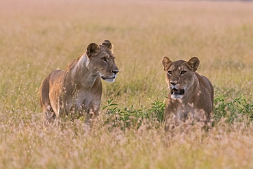 Portrait of two lionesses (Panthera leo) in the savannah, Masai Mara, Kenya, East Africa, Africa