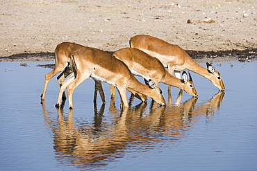 Four impala females (Aepyceros melampus) drinking, Botswana, Africa