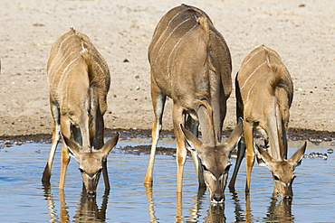 Female greater kudu and young (Tragelaphus strepsiceros) drinking at waterhole, Botswana, Africa