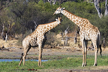 Two southern giraffes (Giraffa camelopardalis) on the Khwai River bank, Botswana, Africa