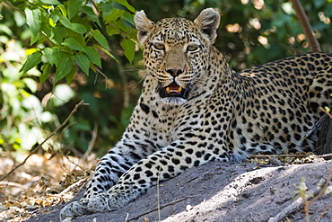 A leopard (Panthera pardus) resting in the shade, Botswana, Africa