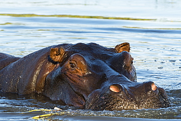 A hippopotamus (Hippopotamus amphibius), in the Okavango Delta looking at the camera, Botswana, Africa