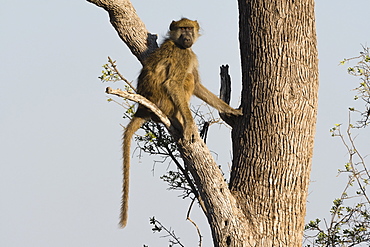 A chacma baboon (Papio hamadryas ursinus) on a tree, Botswana, Africa