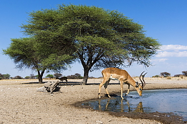 Remote camera image of an impala (Aepyceros melampus) drinking at waterhole, Botswana, Africa