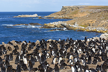 Rockhopper penguin colony (Eudyptes chrysocome), Falkland Islands, South America