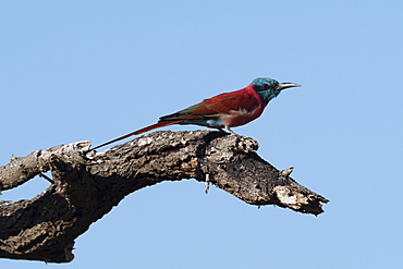 A northern carmine bee-eater (Merops rubicus) perching, Tsavo, Kenya, East Africa, Africa