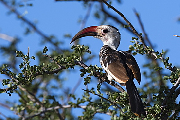 A red-billed hornbill (Tockus erythrorhynchus) on a tree, Tsavo, Kenya, East Africa, Africa