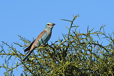 A European roller (Coracias garrulus) perched on a tree, Tsavo, Kenya, East Africa, Africa