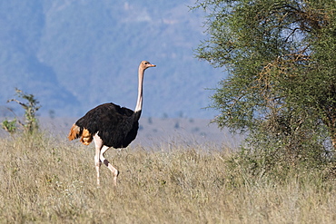 A male ostrich (Struthio camelus), Tsavo, Kenya, East Africa, Africa