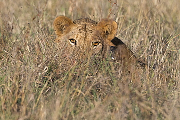 A lion (Panthera leo) hiding in tall grass, Tsavo, Kenya, East Africa, Africa