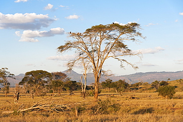 Trees in a plain in Tsavo, Tsavo, Kenya, East Africa, Africa