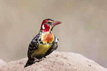 A red-and-yellow barbet (Trachyphonus erythrocephalus) on a termite mound, Tsavo, Kenya, East Africa, Africa