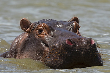 An hippoptamus (Hippopotamus amphibius) submerged in water and looking at the camera, Lake Gipe, Tsavo, Kenya, East Africa, Africa