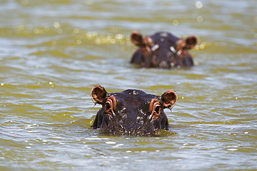 Close up of hippos (Hippopotamus amphibius) submerged in Lake Gipe, Tsavo, Kenya, East Africa, Africa