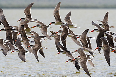 African skimmers (Rynchops flavirostris) in flight over Lake Gipe, Tsavo, Kenya, East Africa, Africa