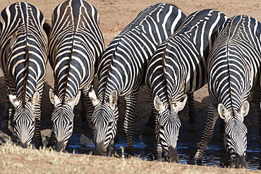 Common zebras (Equus quagga) drinking at a waterhole, Tsavo, Kenya, East Africa, Africa