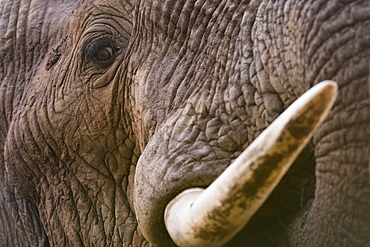 Close up portrait of an African elephant (Loxodonta africana), Tsavo, Kenya, East Africa, Africa