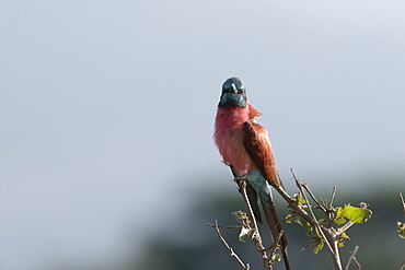 A northern carmine bee-eater (Merops rubicus) perching, Tsavo, Kenya, East Africa, Africa