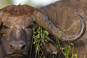 Close up portrait of an African buffalo (Syncerus caffer) looking at the camera, Tsavo, Kenya, East Africa, Africa