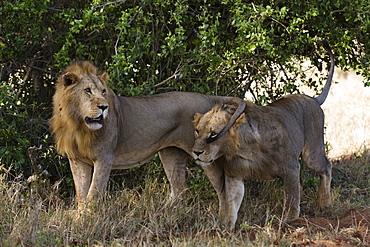 Two lions (Panthera leo) patrolling, Tsavo, Kenya, East Africa, Africa