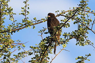 A melanistic Gabar goshawk (Micronisus gabar), on a tree top, Tsavo, Kenya, East Africa, Africa