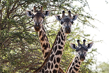 Three Maasai giraffes (Giraffa camelopardalis tippelskirchi) looking at the camera, Tsavo, Kenya, East Africa, Africa