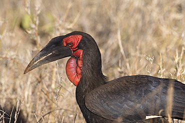 A southern ground hornbill (Bucorvus leadbeateri), Tsavo, Kenya, East Africa, Africa