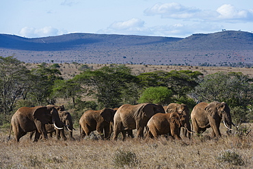 A large herd of African elephant (Loxodonta africana) walking though savannah grass in a line, Tsavo, Kenya, East Africa, Africa