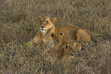 A lioness (Panthera leo) with cubs, Tsavo, Kenya, East Africa, Africa