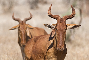 Portrait of an hartebeest (Alcelaphus buselaphus) looking at the camera, Tsavo, Kenya, East Africa, Africa