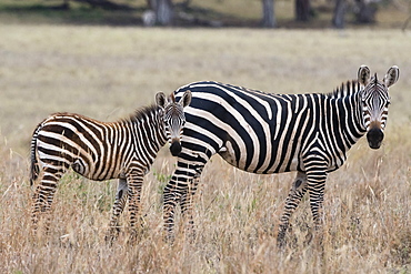 A common zebra ( Equus quagga) with its foal, looking at the camera, Tsavo, Kenya, East Africa, Africa