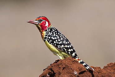 A red-and-yellow barbet (Trachyphonus erythrocephalus), on a termite mound, Kenya, East Africa, Africa