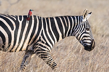 Portrait of a common zebra (Equus quagga), walking with a northern carmine bee-eater (Merops rubicus) on its back, Kenya, East Africa, Africa