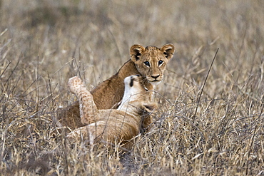 Two lion cubs (Panthera leo) playing in the tall grass, Tsavo, Kenya, East Africa, Africa