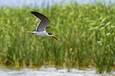 African skimmers (Rynchops flavirostris) in flight over Lake Gipe, Tsavo, Kenya, East Africa, Africa